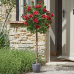 120cm Regent's Roses - Perfect Red