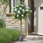 120cm Regent's Roses - Perfect White