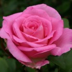 Rosa 'Pink Perfection'