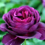 Rosa 'Twilight Zone'