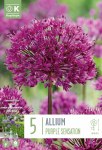 Allium Purple Sensation 5 pk