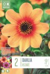 Dahlia Anemone HS Date