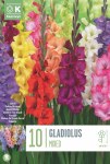 Gladiolus Mixed Colours