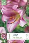 Lily Trumpet Pink Perfection