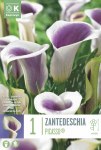 Zantedeschia Picasso 1