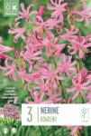 Nerine bowdenii