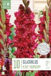 GLADIOLUS VELVET RASPBERRY