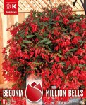 Begonia Boliviensis Mill Bell