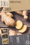 Ginger Zingiber Officinale