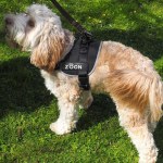 Jet Advanced Slip-on XS Walkabout Dog Harness
50-57cm