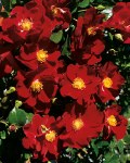 Rosa Flower Carpet 'Alcantara'