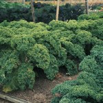 Kale Dwarf Green Curled