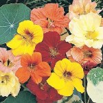 Nasturtium Alaska Mixed