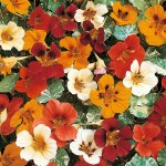 Nasturtium 'Jewel of Africa'