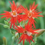 Silene laciniata 'Jack Flash'