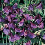 Sweet Pea 'Matucana'