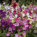 Nicotiana 'Eau de Cologne Mixed'