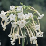 Nicotiana sylvestris