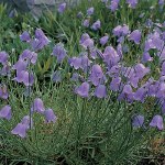 Wildflower Harebell