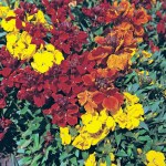 Wallflower 'Brilliant Bedder Series Mixed'
Erysimum, Cheiranthus