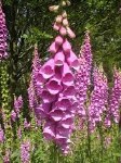 Wildflower Foxglove