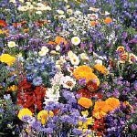 Wildflower Mediterranean Mix