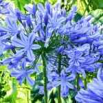 Agapanthus Blue Clump