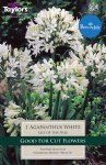 Agapanthus White