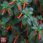 Cigar Plant - House Plant Seeds