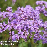 Limonium gmelinii - Kew Flowerhouse Seed Collection