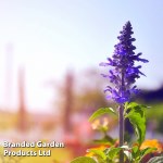 Salvia farinacea 'Victoria Blue' - Kew Flowerhouse Seed Collection