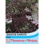 Daucus carota 'Dara'