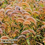 Setaria viridis 'Caramel' - Kew Flowerhouse Seed Collection