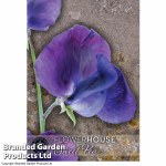 Sweet Pea 'King Size Royal Navy' - Kew Flowerhouse Seed Collection