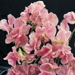 Sweet Pea 'Tickled Pink' - Kew Flowerhouse Seed Collection