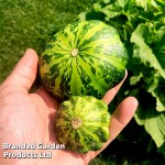 Patty Pan Squash 'Green Disc' F1 - Kew Veg Seeds