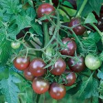 Tomato Black Cherry - Kew Veg Seeds