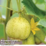 Cucumber 'Crystal Apple' - Kew Vegetable Seed Collection