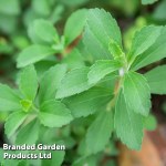 Stevia rebaudiana (Natural Sweetener) - Kew Veg Seeds