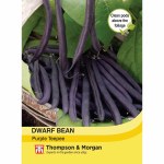 Dwarf Bean 'Purple Teepee' - Kew Vegetable Seed Collection