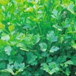 Parsley 'Plain Leaved (Sheeps) 2' (Flat Leaved)