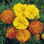 Marigold 'Bonita Mixed'