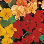 Nasturtium 'Whirlybird Mixed'