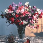 Sweet Pea 'Antique Fantasy Mixed'