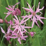 Lychnis flos-cuculi Ragged Robin