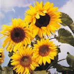 Sunflower Russian Giant