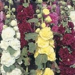 Hollyhock 'Powder Puffs Mixed'