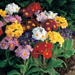 Polyanthus 'Pacific Giants Mixed'