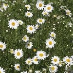 Ox-Eye Daisy - Kew Collection Seeds