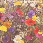 Wildflower Mixture